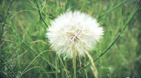 Fluffy dandelion on background of green grass Stock-Footage 67172095