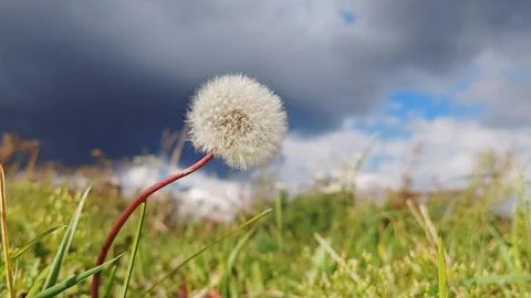 Fluffy dandelion on a background of sky. dandelion in field against a dark sk Photos