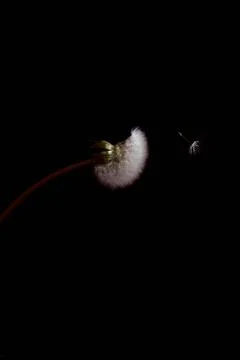 Fluffy dandelion on a black background. Concept photo. Stock Photos