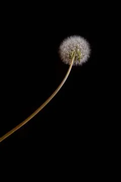 Fluffy dandelion on a black background. Concept photo. Stock Photos