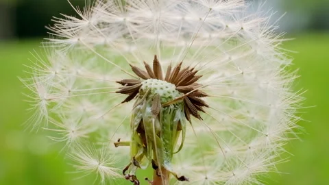 Fluffy Dandelion Blowing in the Wind Nature Video Vidéo 339914670