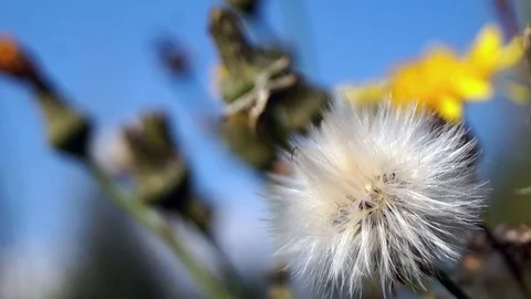 Fluffy dandelion on blurred background Video stock 71348153