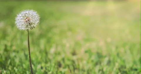 Fluffy dandelion on blurred green grass background. Place for text. One Stock Footage 201929259