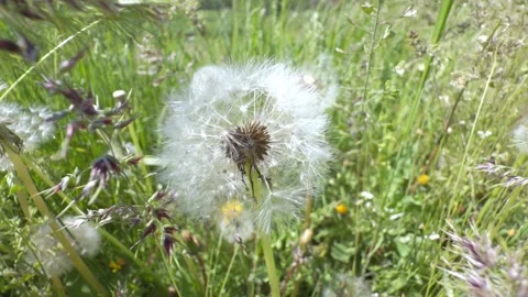 Fluffy dandelion close up from below swaying in the wind against a blooming.. Stock Footage 334655830