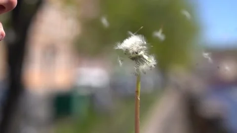 Fluffy dandelion close-up, man blows it away Stock Footage 142401050
