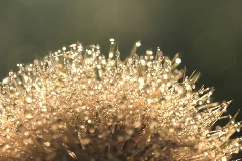 Fluffy dandelion close up Stock Photos