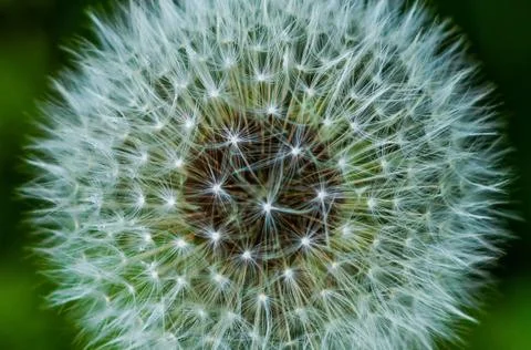 Fluffy dandelion, close-up Stock Photos
