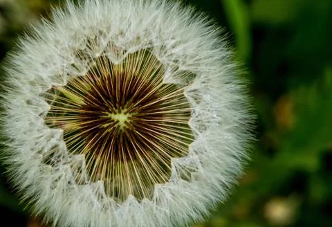 Fluffy dandelion, close-up Stock Photos