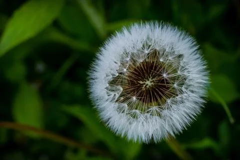 Fluffy dandelion, close-up Stock Photos