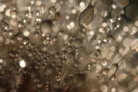Fluffy dandelion in drops of dew Stock Photos