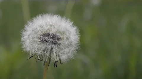 Fluffy Dandelion flower close up Stock Footage 124415841