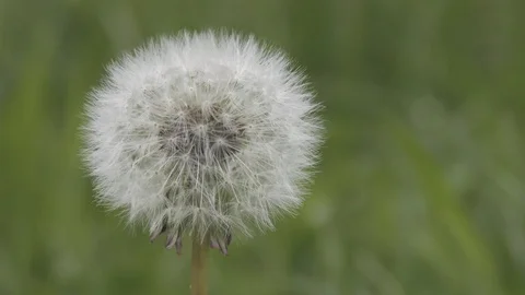 Fluffy Dandelion flower close up Stock Footage 124416131