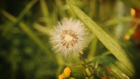 Fluffy dandelion flower close up slow motion background stock footage Stock Footage 311370901