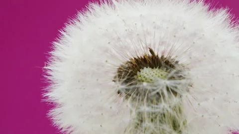 Fluffy dandelion flower close up. Smooth rotation. Internal structure of seeds Stock Footage 157333108