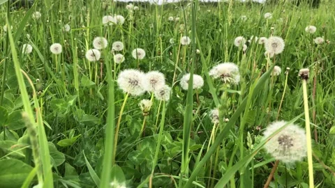 Fluffy dandelion flowers swaying in the wind among the green grass in the field Stock Footage 155184420