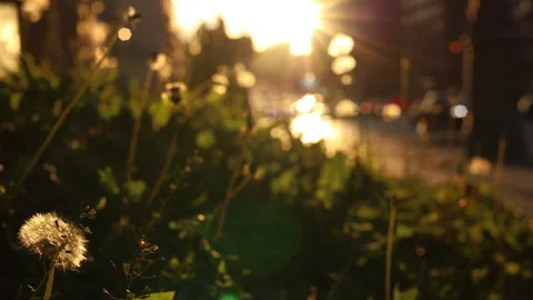 Fluffy dandelion in focus with a busy road behind Видео 336690314
