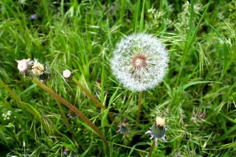 Fluffy dandelion in the grass. Stock Photos