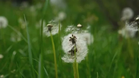 A fluffy dandelion in a green clearing. Stock Footage 232757272