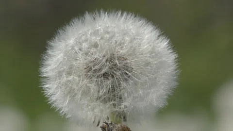 Fluffy dandelion on a green meadow. Stock Footage 90843942