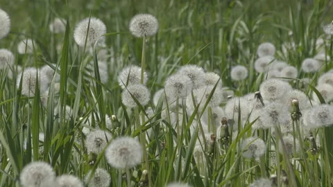 Fluffy dandelion on a green meadow. Video stock 90843996