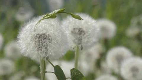Fluffy dandelion on a green meadow. Stock Footage 90844038