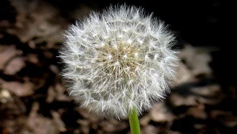 The Fluffy Dandelion Head 스톡 사진