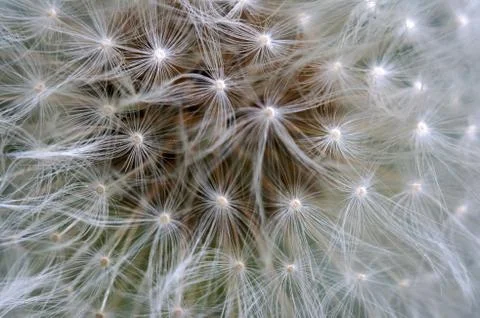 Fluffy dandelion macro Stock Photos