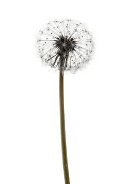Fluffy dandelion Stock Photos