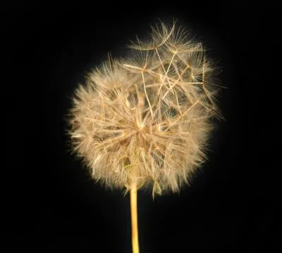 Fluffy dandelion Foto stock