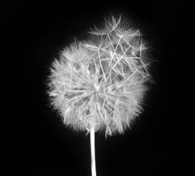 Fluffy dandelion Stock Photos