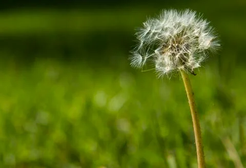 Fluffy Dandelion Stock Photos
