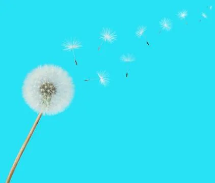 Fluffy dandelion Stock Photos