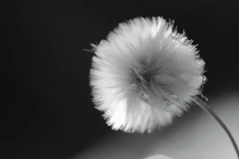 Fluffy dandelion Stock Photos