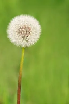 Fluffy dandelion Stock Photos