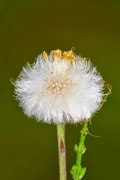 Fluffy dandelion Stock Photos