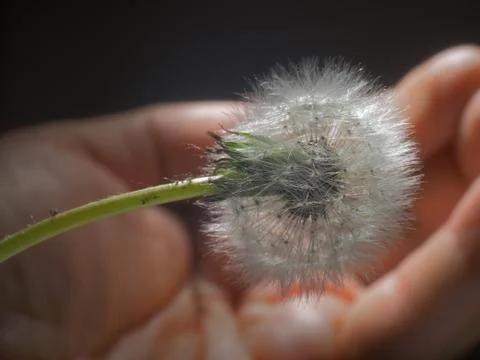 Fluffy dandelion Stock Photos