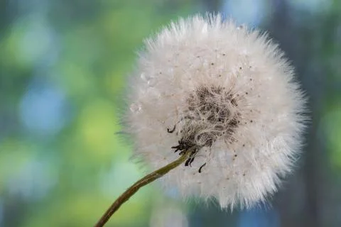 Fluffy dandelion. Stock Photos