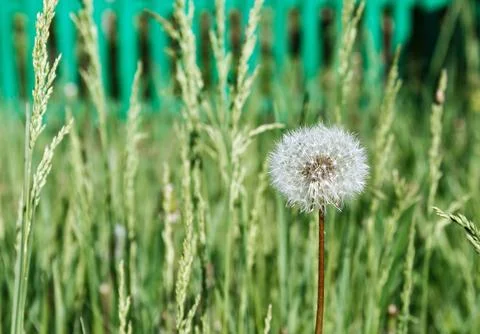 Fluffy dandelion Stock Photos