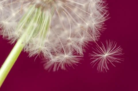 Fluffy dandelion on pink background Stock Photos
