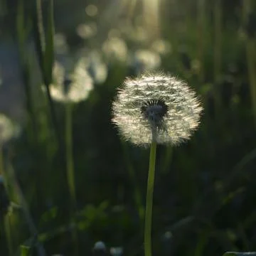 Fluffy dandelion in the rays of the evening sun on a green grass background Stock Photos