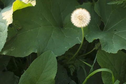 Fluffy dandelion in the rays of the evening sun on a green grass background Stock Photos