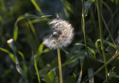 Fluffy dandelion in the rays of the evening sun on a green grass background Stock Photos