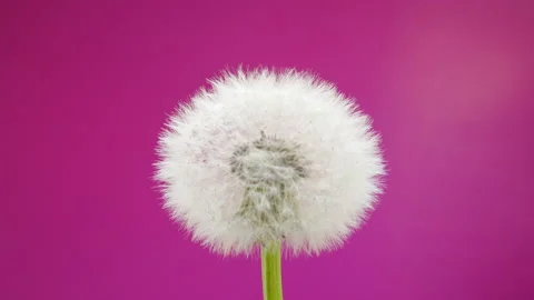 A fluffy dandelion rotates in the center of the frame. Pink purple background Stock Footage 154563229