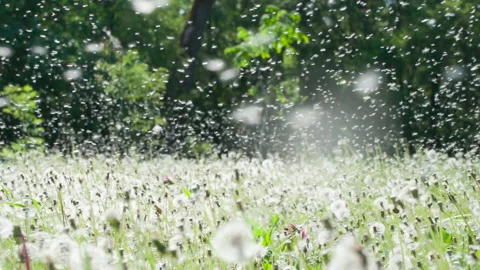 Fluffy Dandelion Seed Clouds HD Pro Видео 144006920