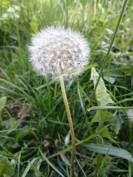 Fluffy dandelion seed head blowing in green grass closeup Stock Photos