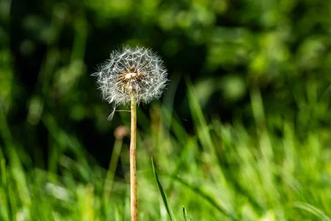 Fluffy dandelion seed head standing delicately against grass Foto stock