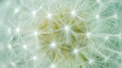 Fluffy dandelion seeds close up Stock-Footage 42937532