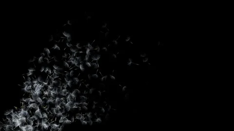 The fluffy dandelion seeds floating gently through the air (seamless loop) Stock Footage 332955962
