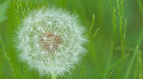 Fluffy dandelion seeds macro In Spring Stock Footage 64285230
