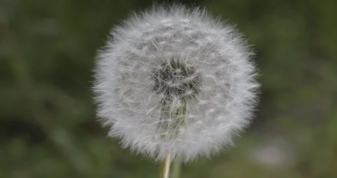 Fluffy dandelion in the wind, 4K slomo Stock Footage 244389585